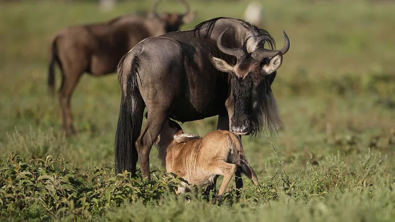 7 Days Great Migration Calving Season Safari to Tanzania
