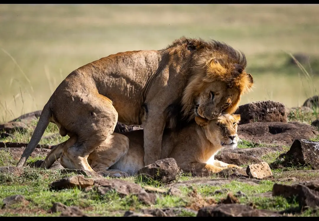 5 Days Big Five Safari (semi-Luxury Level)