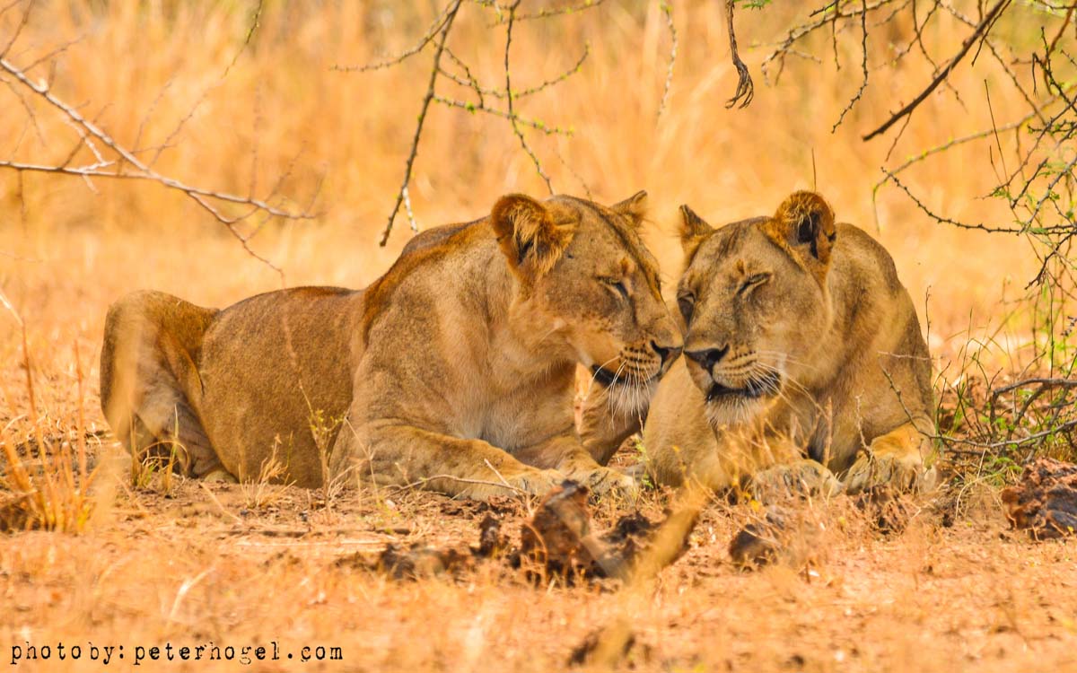7-Day Chimps, Gorillas Trekking and Wildlife Tour