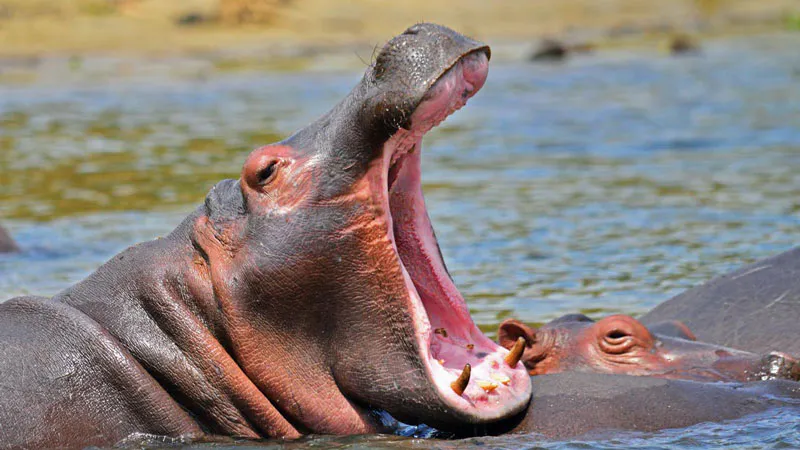 7-Day Chimps, Gorillas Trekking and Wildlife Tour