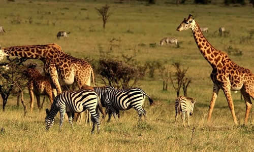 4-Days Tarangire, Serengeti and Ngorongoro Safari