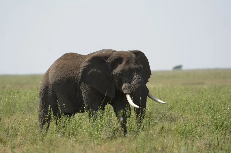Tages-Safari im Ngorongoro-Krater – Eine Reise in Afrikas Garten Eden