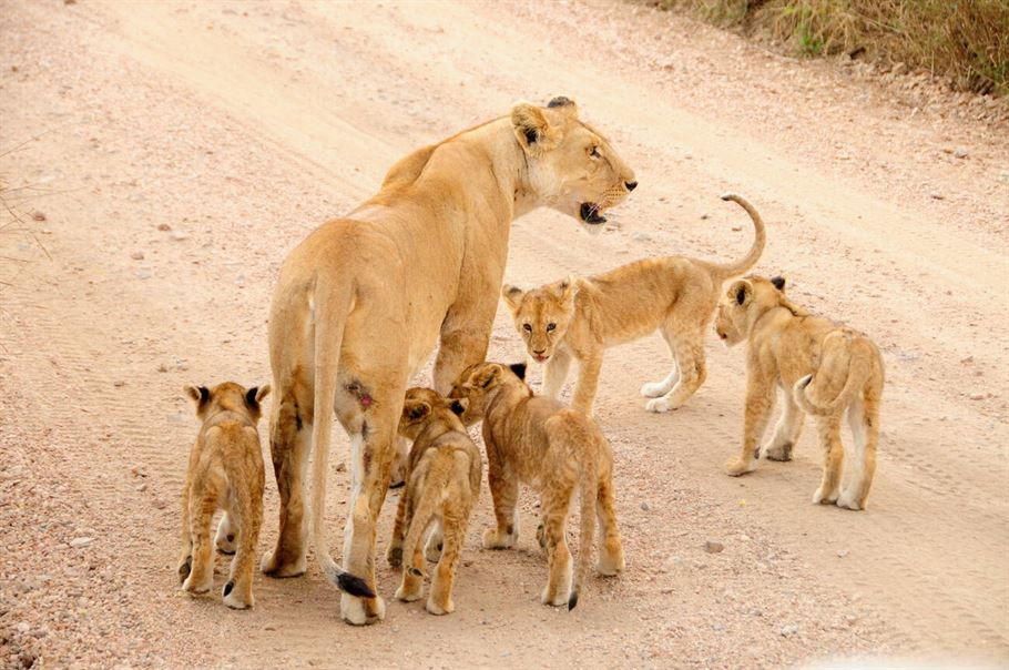 4-Day Fly in Serengeti Luxury Safari the Great Migration