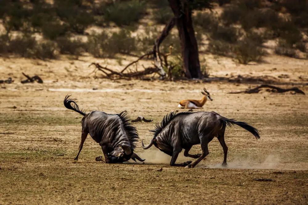 4-Day Luxury Premium Safari