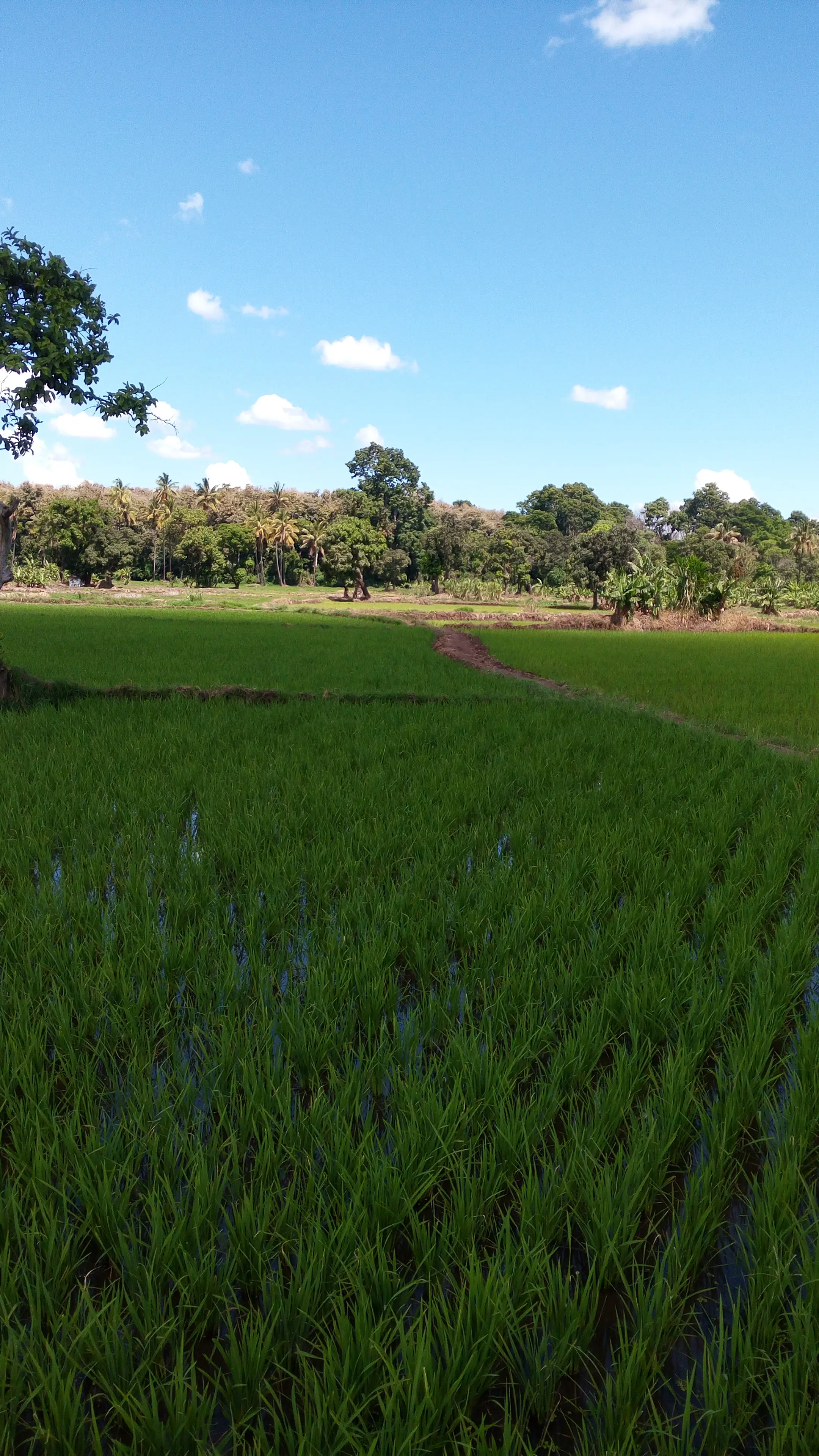 6 Day: Moshi Countryside Tour & Wildlife Safari