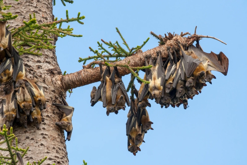 4-Day Kasanka Bat Migration Safari