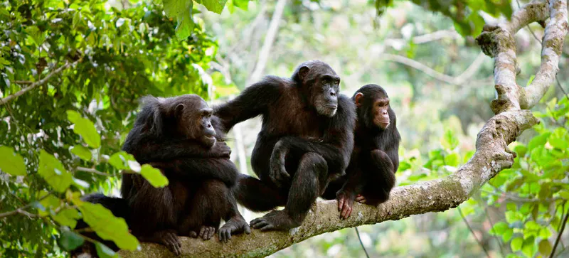 Gombe National Park: Private day trip from Kigoma
