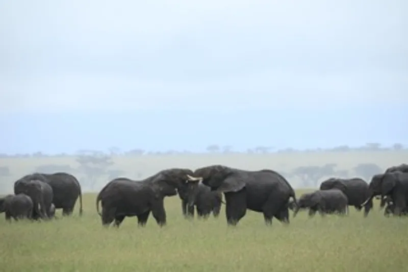 6-Days Tanzania Safari in Midrange