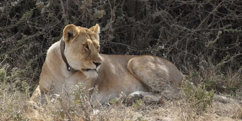 6-Day Classic Big Five Safari | Tarangire, Serengeti & Ngorongoro Crater