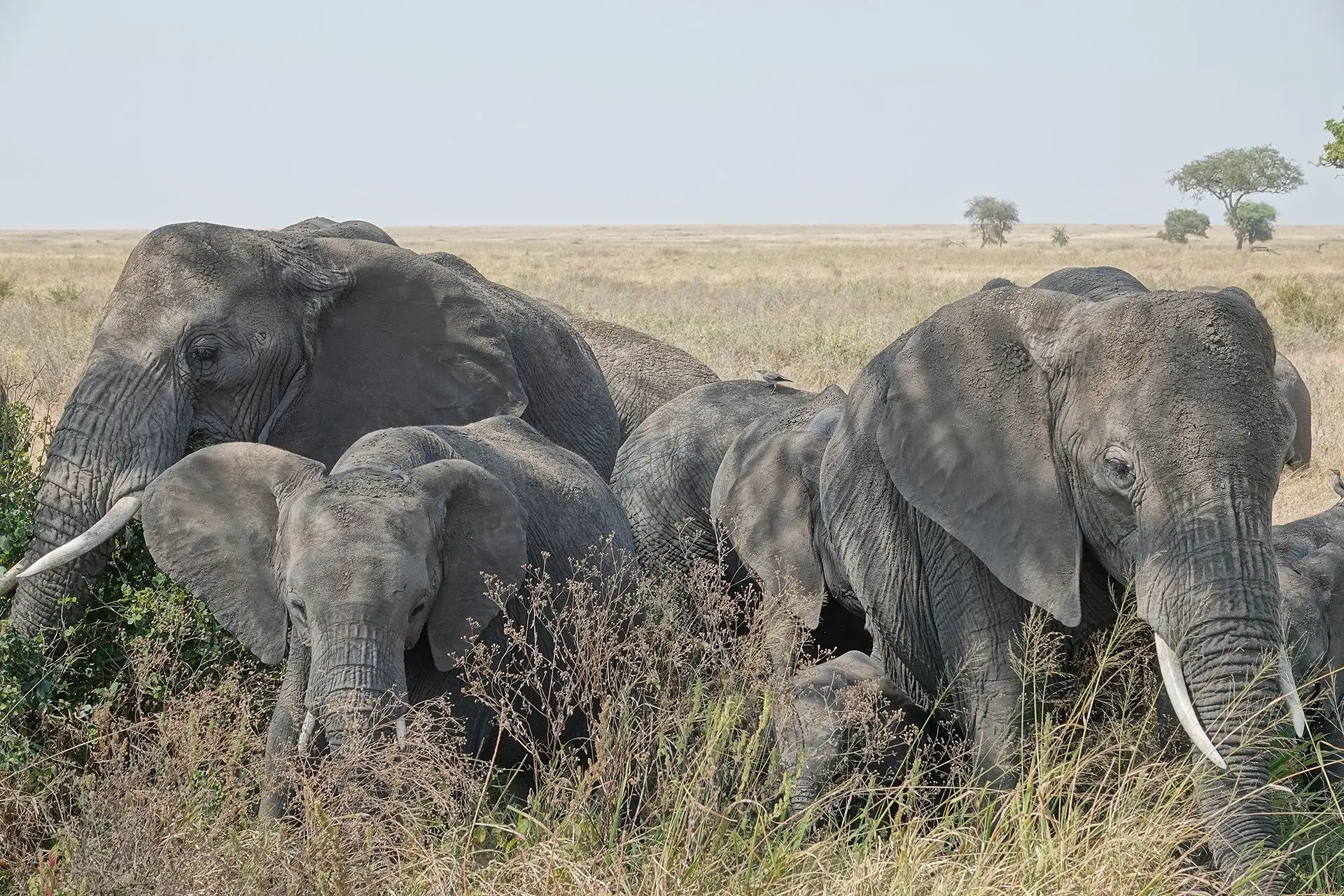 4 DAYS TANZANIA SAFARI