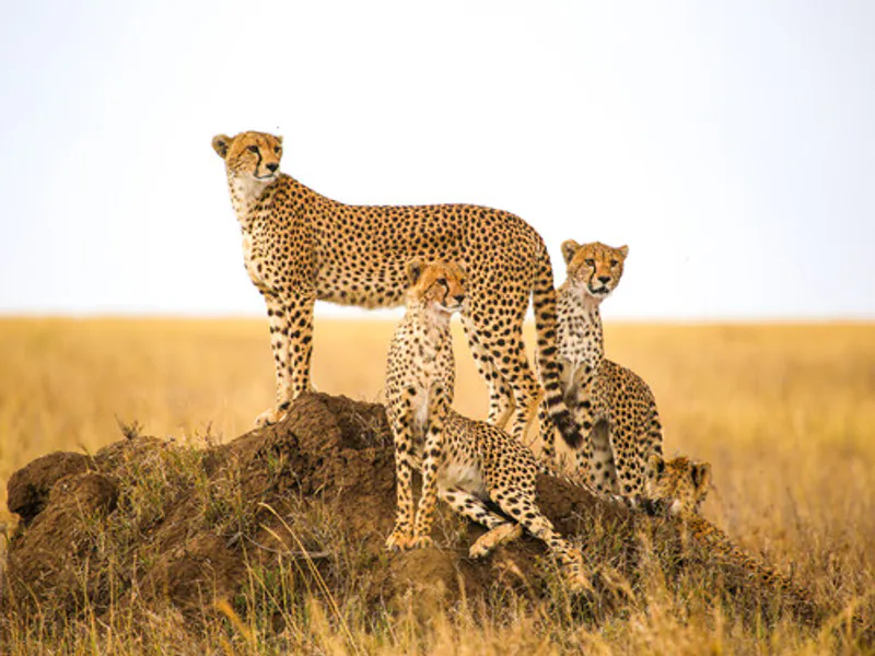 Tanzania Classic - Mid - Range