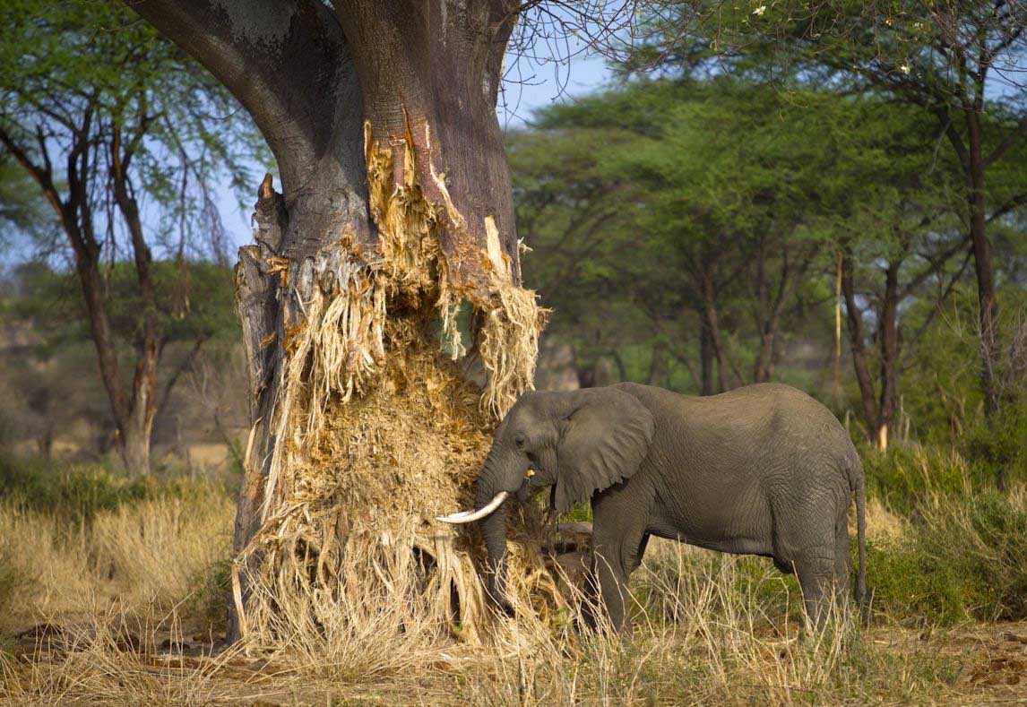 Tarangire National Park day trip