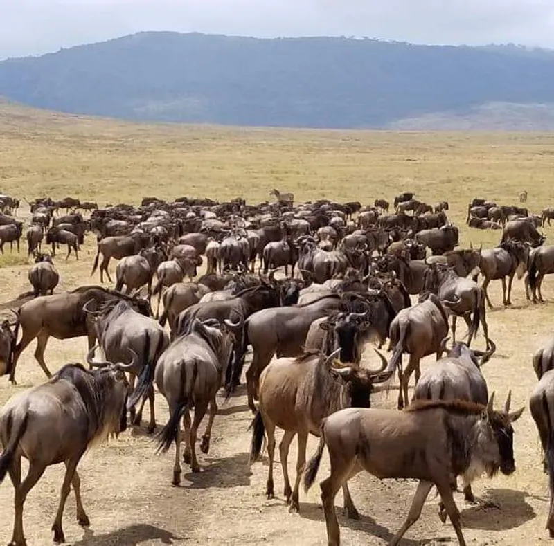 6-Days Africa Wildbeast Migration In Masai mara and Serengeti safaris