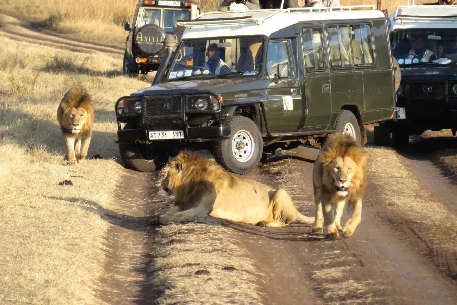 3-Day The Luxury Tarangire, Ngorongoro & Lake Manyara NP