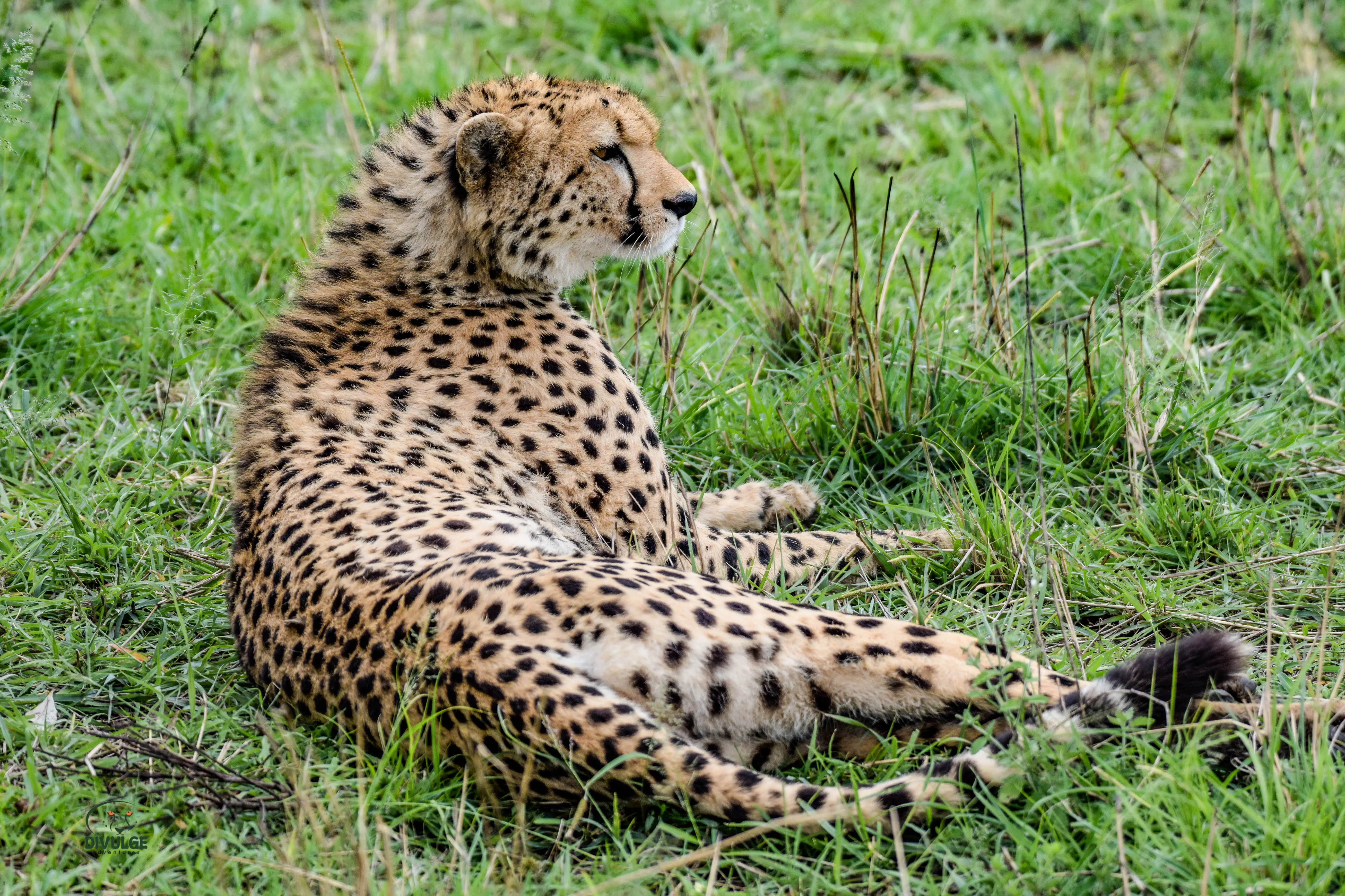 4-Day L. Nakuru and Masai Mara National Reserve Safari