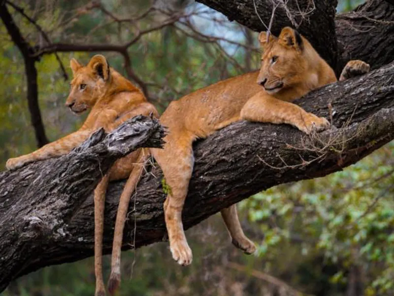 6-Day Mid Range Northern Circuit Safari
