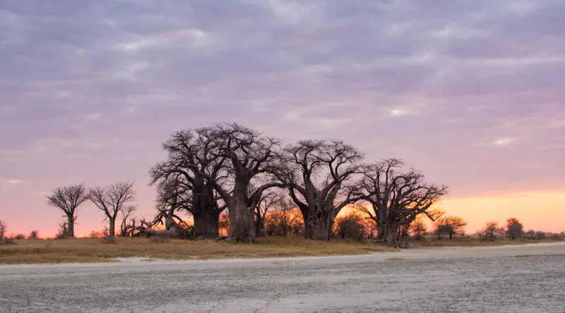 6-Days Home of Baobab