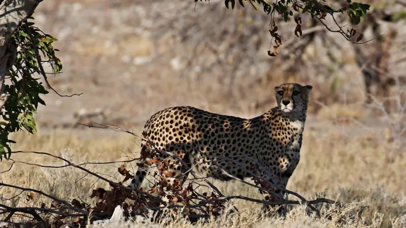 11- Day Southern African Wildlife Tour