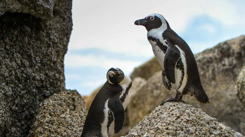11 Days Incomparable Africa Fly-In : Cape Town, Kruger Safari, Victoria Falls & Chobe
