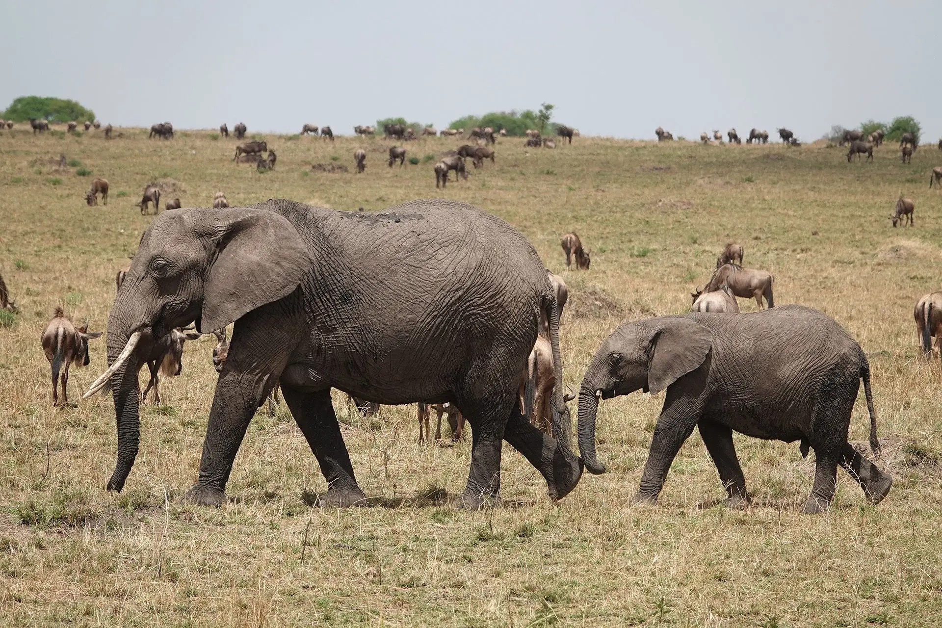 3-Day Tarangire Safari, Land of Giants from Zanzibar