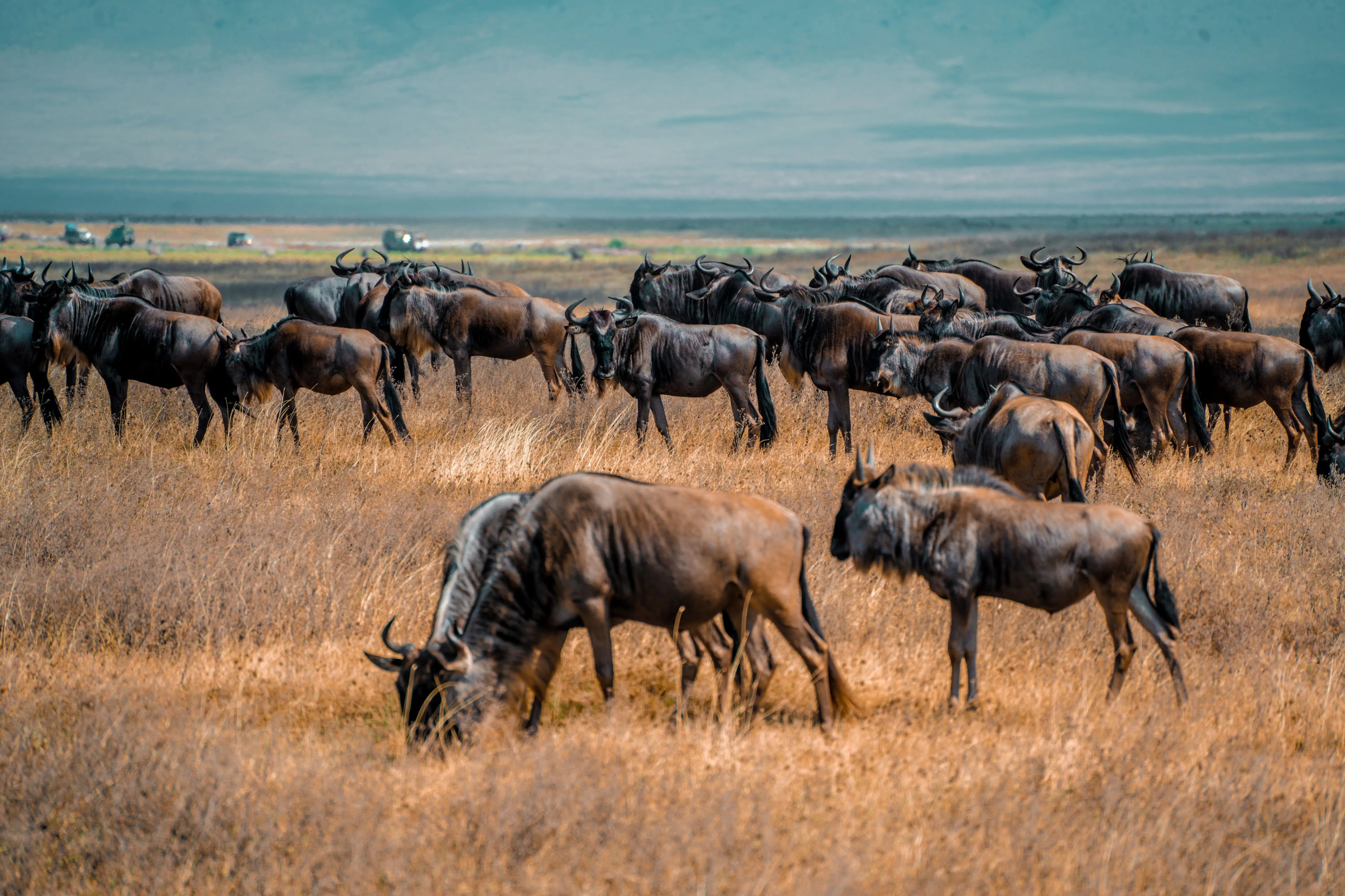 7 Days Extended Migration Explorer Tanzania Safari Experience