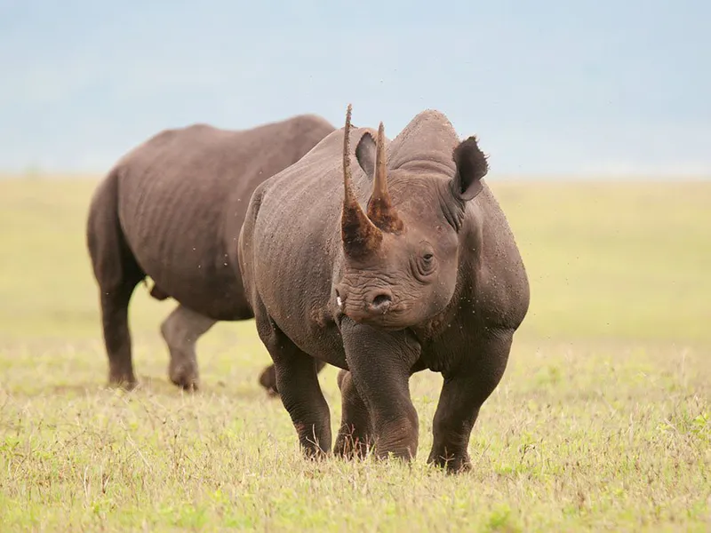 3-Day Mid-Range Tanzania Safari