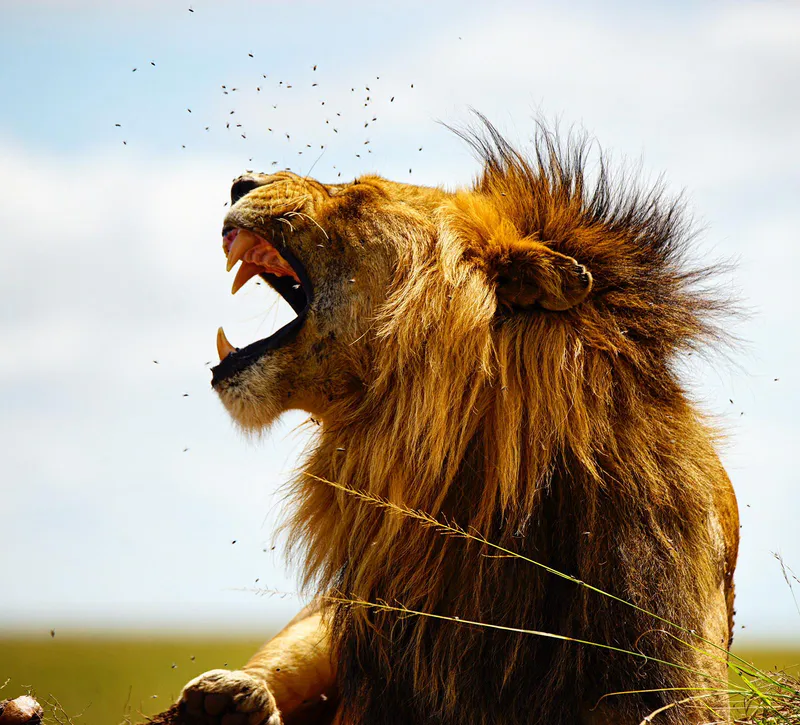 3-Days Special Masai Mara Budget Safari