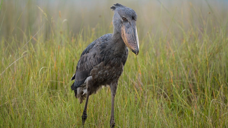 14-Day Uganda Birding Tour