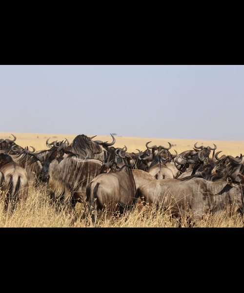 3 Day Maasai Mara Safari Kenya | Budget | Group Joining