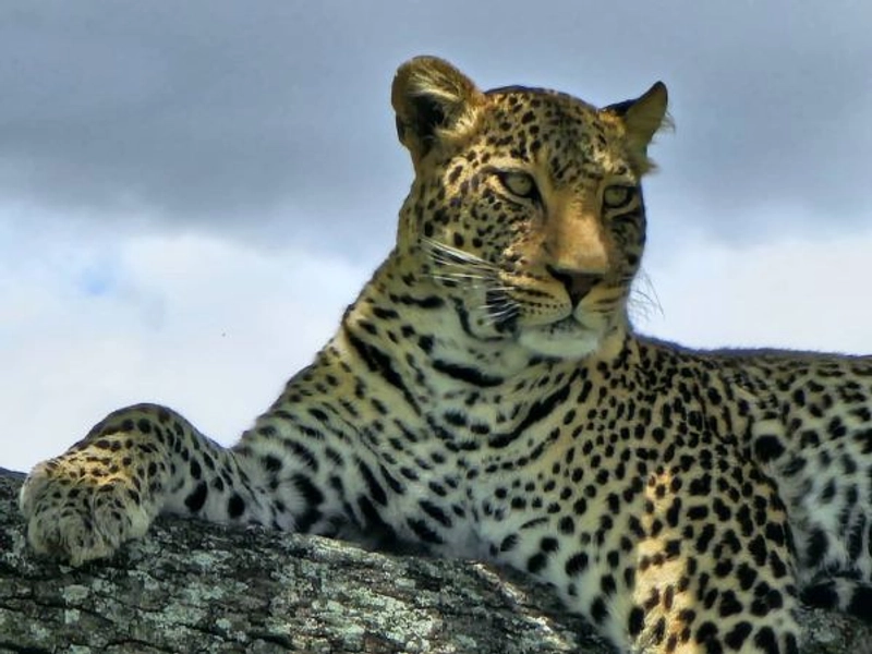 6 Day Northern Serengeti Migration Escape