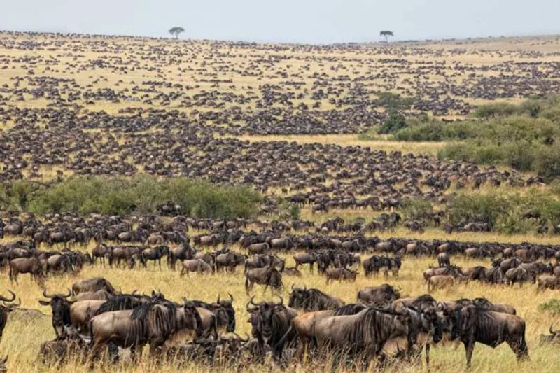 7-Day Luxury Wildebeest Migration Tour