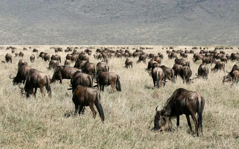 3-Day Southern Serengeti NP and Ngorongoro Crater