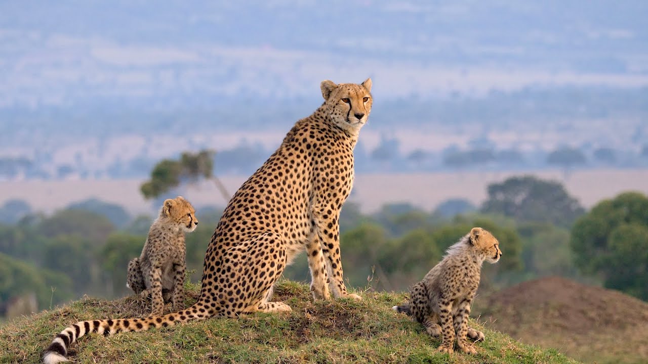 7-Day Samburu, Ol Pejeta, Lake Naivasha & Masai Mara - Beyond the plains Kenya Safaris  - Safarigo