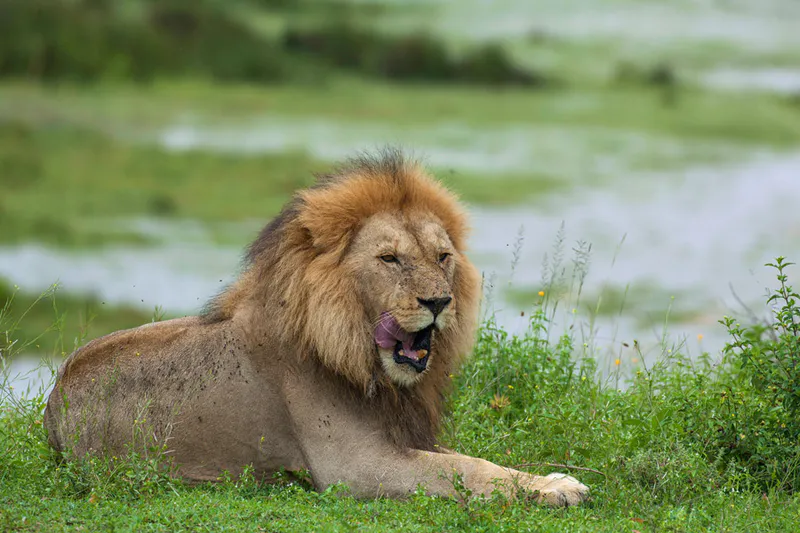 5-Day Tarangire, Ngoroongoro & Manyara Classic Safari