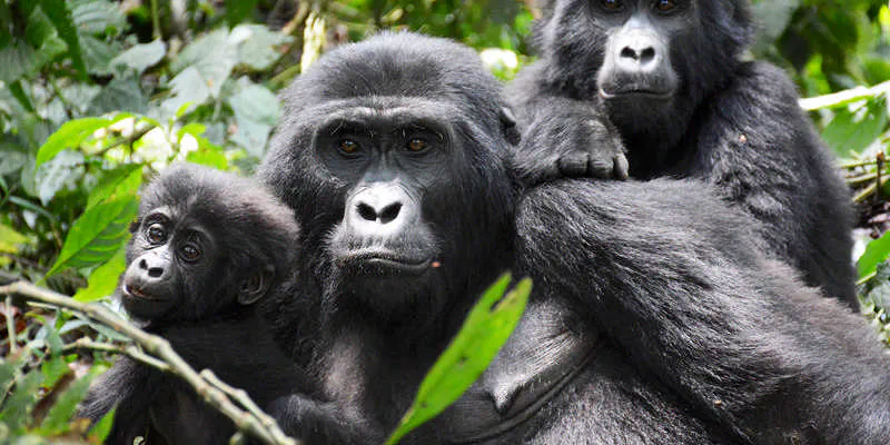 8-Day Uganda Wildlife and Gorilla Adventure