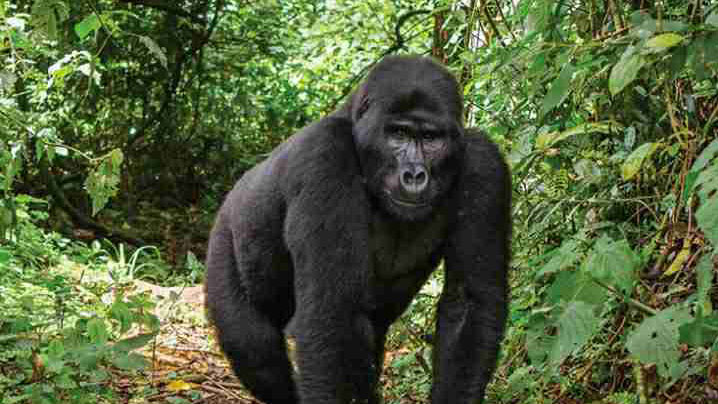12-Day Explore Uganda and Gorillas Safari