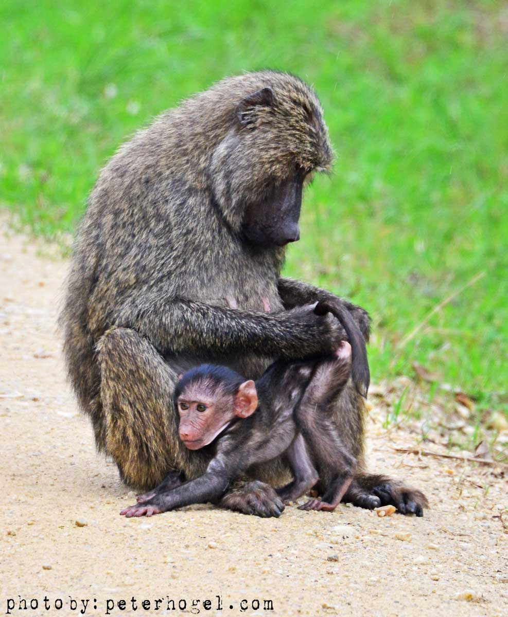 9-Day Explore Uganda and Gorilla Trekking