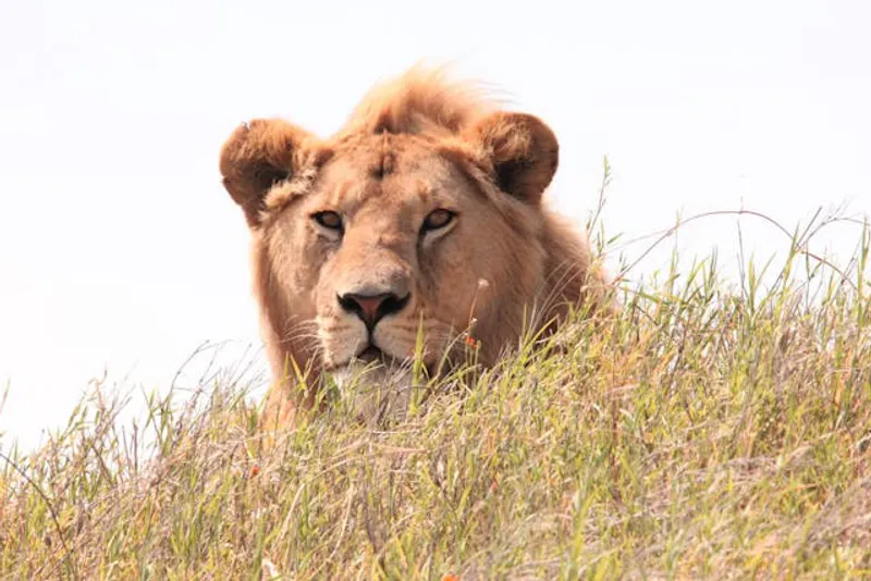 3-Day Serengeti and Ngorongoro Fly-in Safari