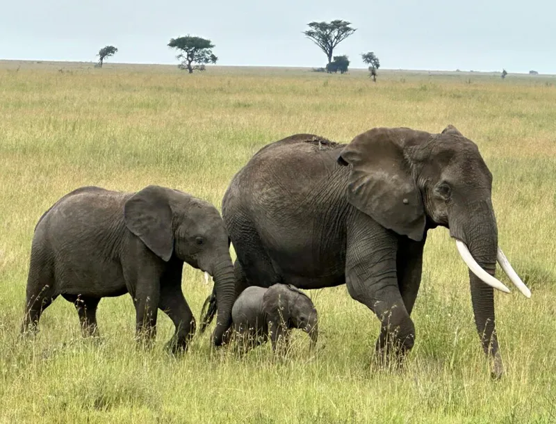 7 Days / 6 Nights Tanzania Classic Wildlife Safari