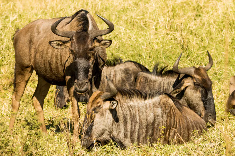 7 Days Beach & Serengeti Migration Escape Safari