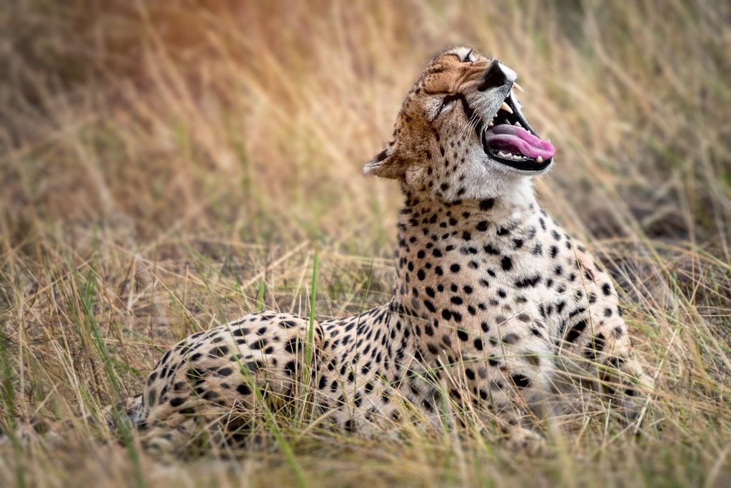 6 Day Mid-Range Manyara,Serengeti,Ngorongoro Crater & Tarangire