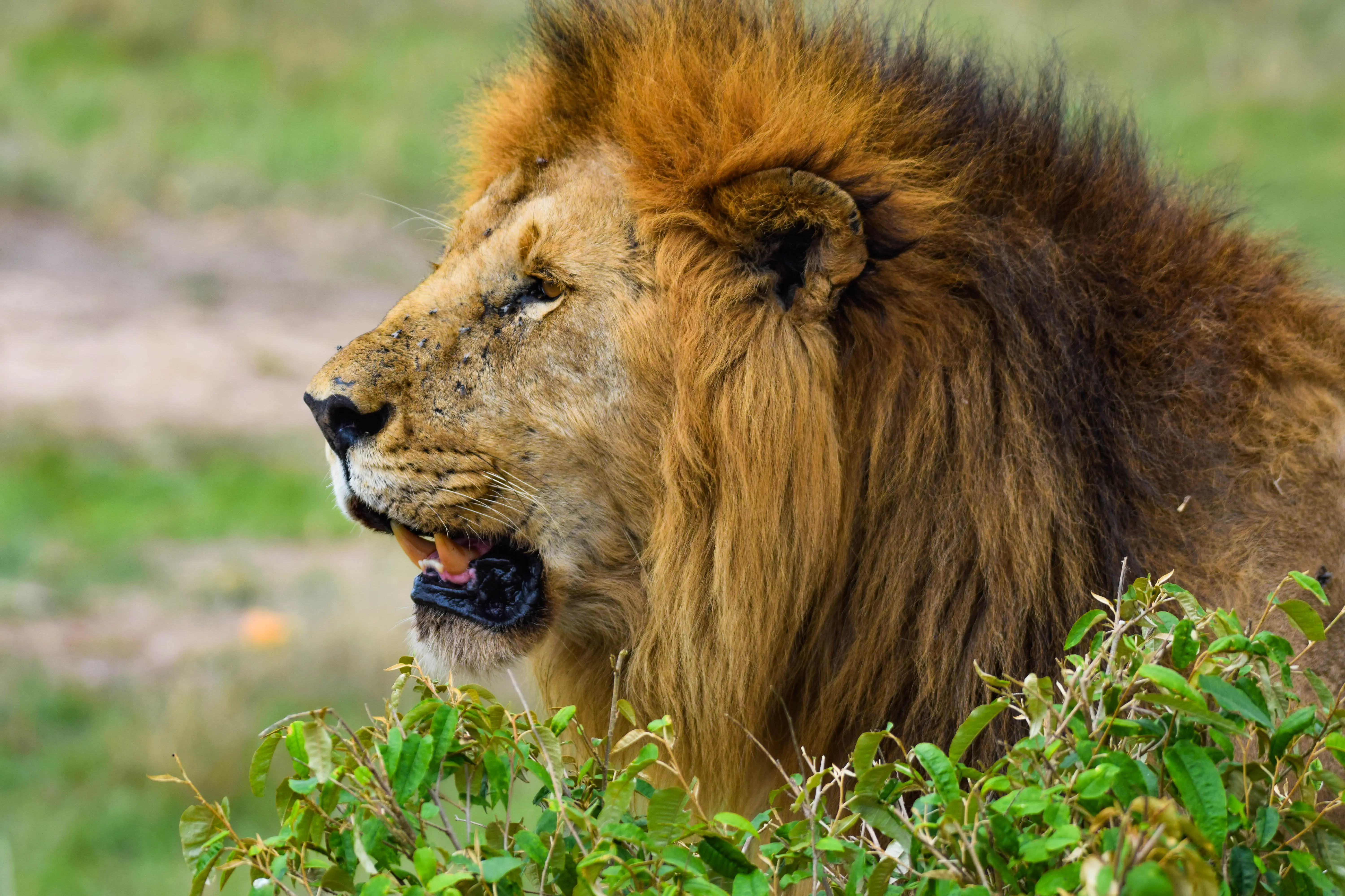 4-Day Lake Nakuru and Masai Mara Mid Range Safari
