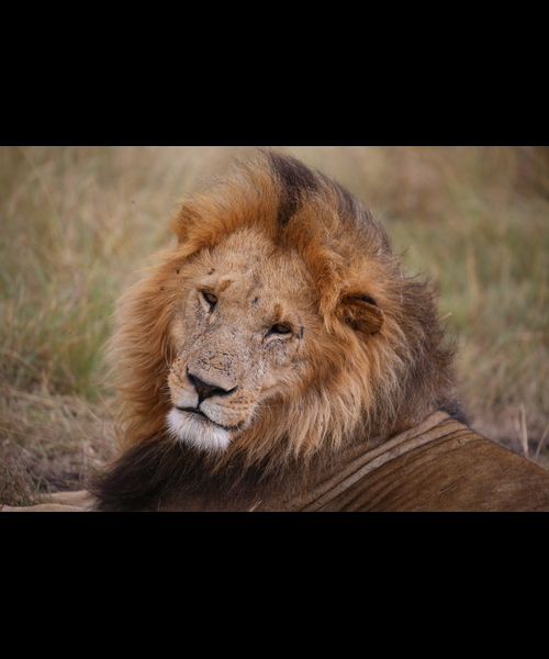 3 Day Maasai Mara Safari Kenya | Budget | Group Joining