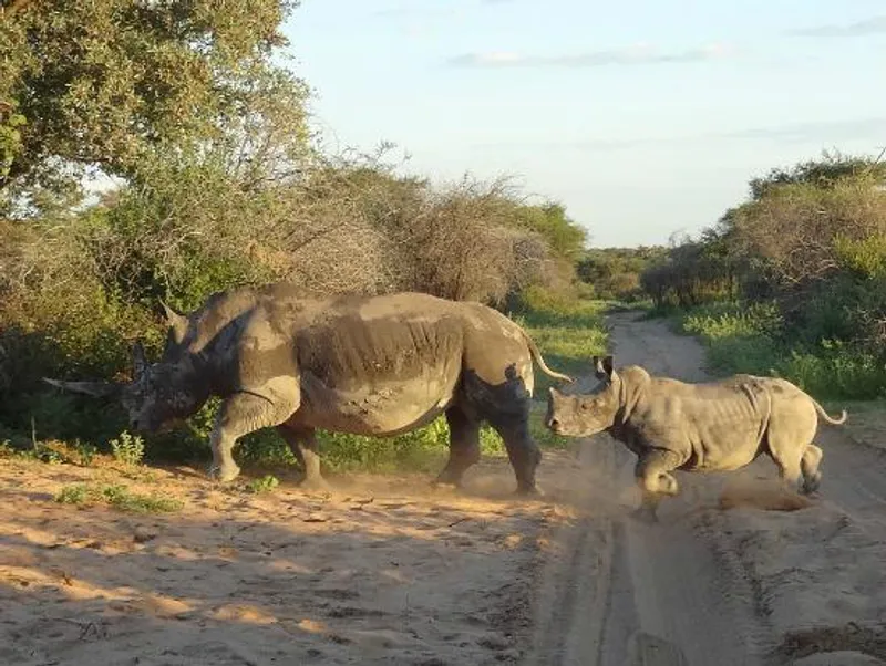 3-Day Khama Rhino Sanctuary Adventure 