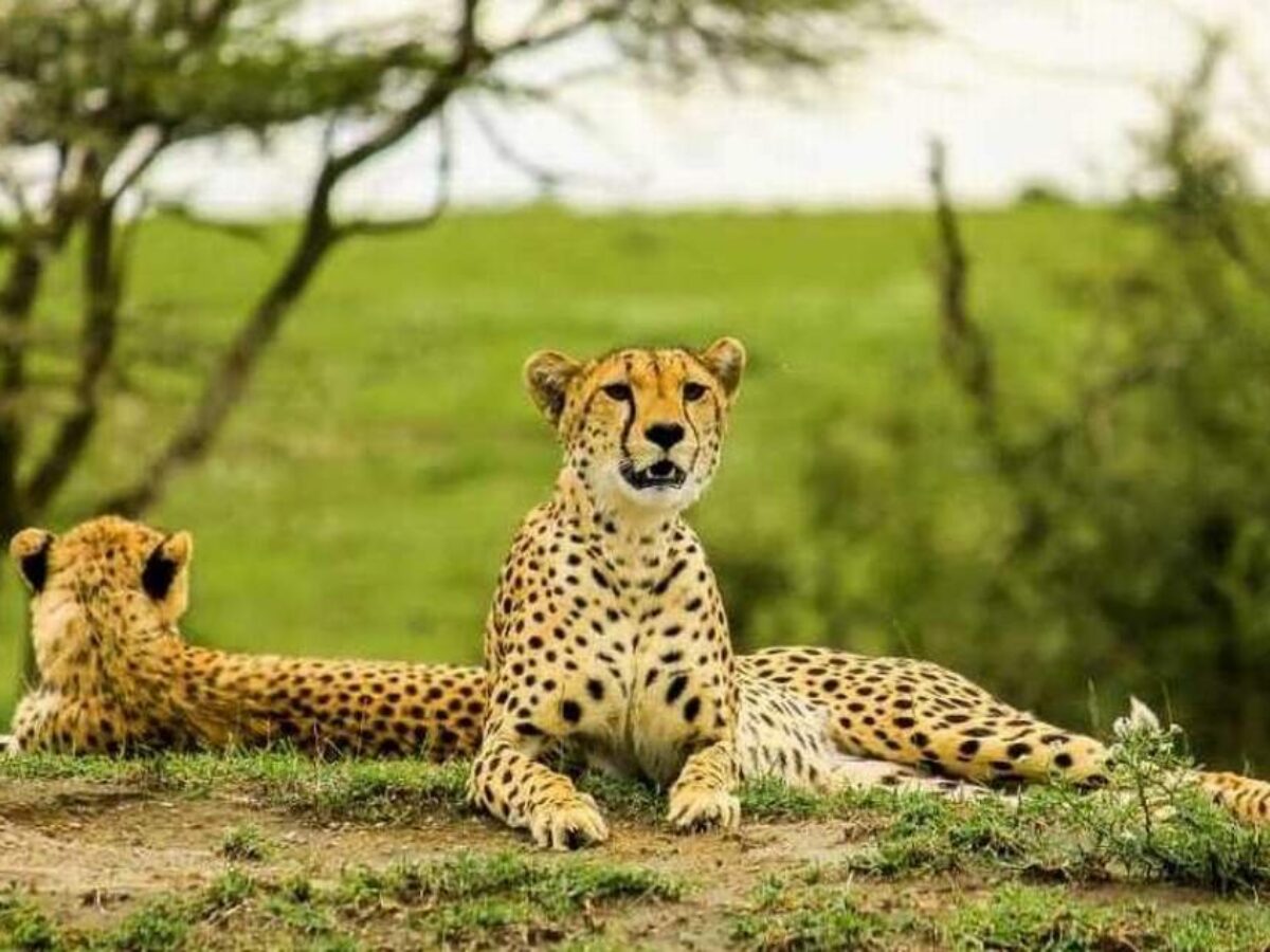 4-Day Sirval Luxury Safari