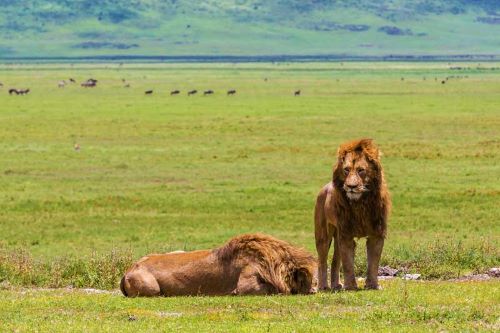 Custom Affordable Safari & Zanzibar Beach Getaway