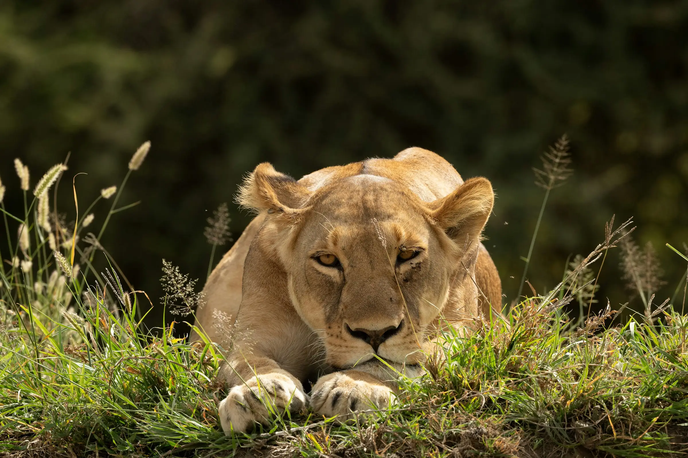 7-Day Budget & Great Migration Safari from Nairobi
