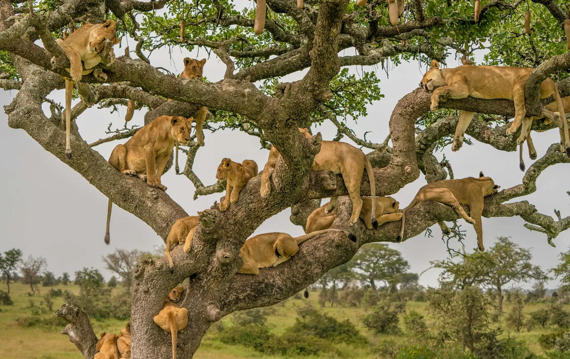 7 Days (Arusha | Tarangire | Lake Manyara | Ngorongoro | Serengeti )