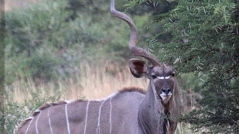 6-Day Lake Bogoria，Masai Mara，lake Nakuru，Great Rift Valley Holiday