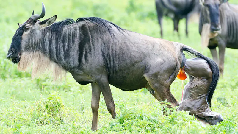 3-DAY FLY CALVING SEASON IN SERENGETI NATIONAL PARK